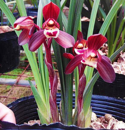 包邮福建自然老种兰花苗 春兰【富贵红荷】浓香绿植花卉园艺盆景,鲜花速递/花卉仿真/绿植园艺,时令草本花卉,淘宝优惠券,粉丝福利购,淘宝优惠卷