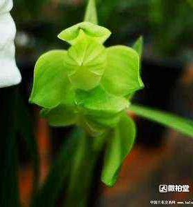 绿植云南兰花苗阳台盆栽