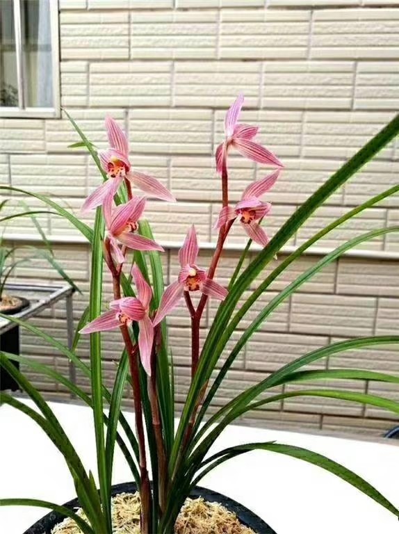 包邮云南名品兰花苗 莲瓣兰【胭脂】浓香室内绿植花卉盆景园艺,鲜花速递/花卉仿真/绿植园艺,时令草本花卉,淘宝优惠券,粉丝福利购,淘宝优惠卷