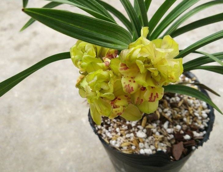 包邮自然老种兰花苗 春兰【黄荷奇】浓香绿植花卉园艺盆景,鲜花速递/花卉仿真/绿植园艺,时令草本花卉,淘宝优惠券,粉丝福利购,淘宝优惠卷