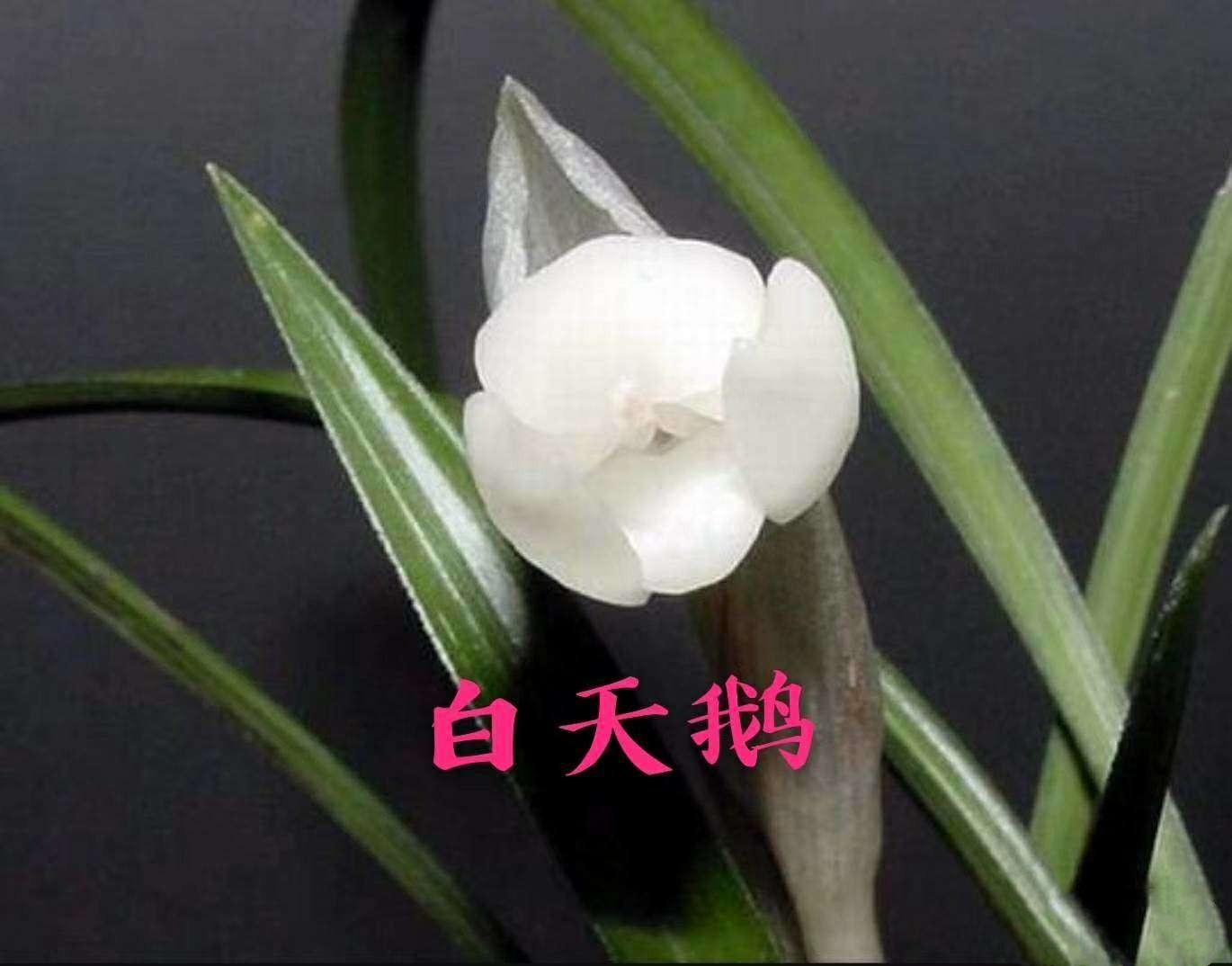 包邮自然老种兰花苗 春兰名品【白天鹅】浓香绿植花卉盆景园艺,鲜花速递/花卉仿真/绿植园艺,时令草本花卉,淘宝优惠券,粉丝福利购,淘宝优惠卷