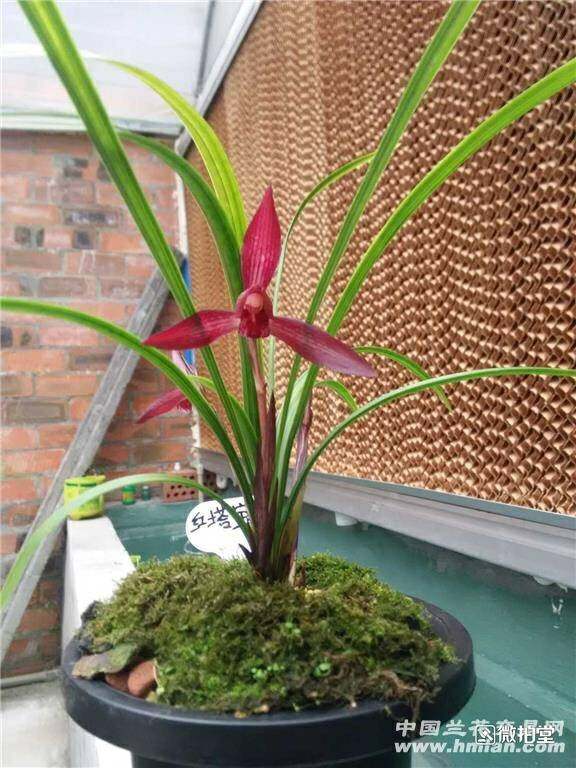 云南 老种兰花苗 经典春兰 红塔宝石 阳台盆栽花卉绿植植物 包邮