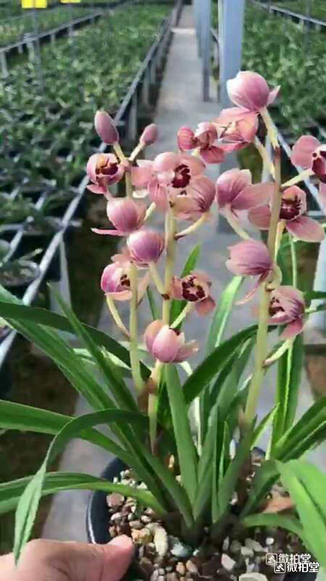 云南 老种兰花苗 经典四季兰 建兰 红月 阳台盆栽花卉植物 包邮