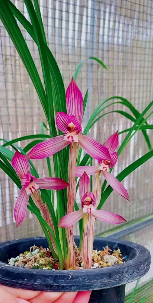 带花苞云南浓香兰花苗盆栽 春兰 大红袍 老种花卉兰草绿植盆栽