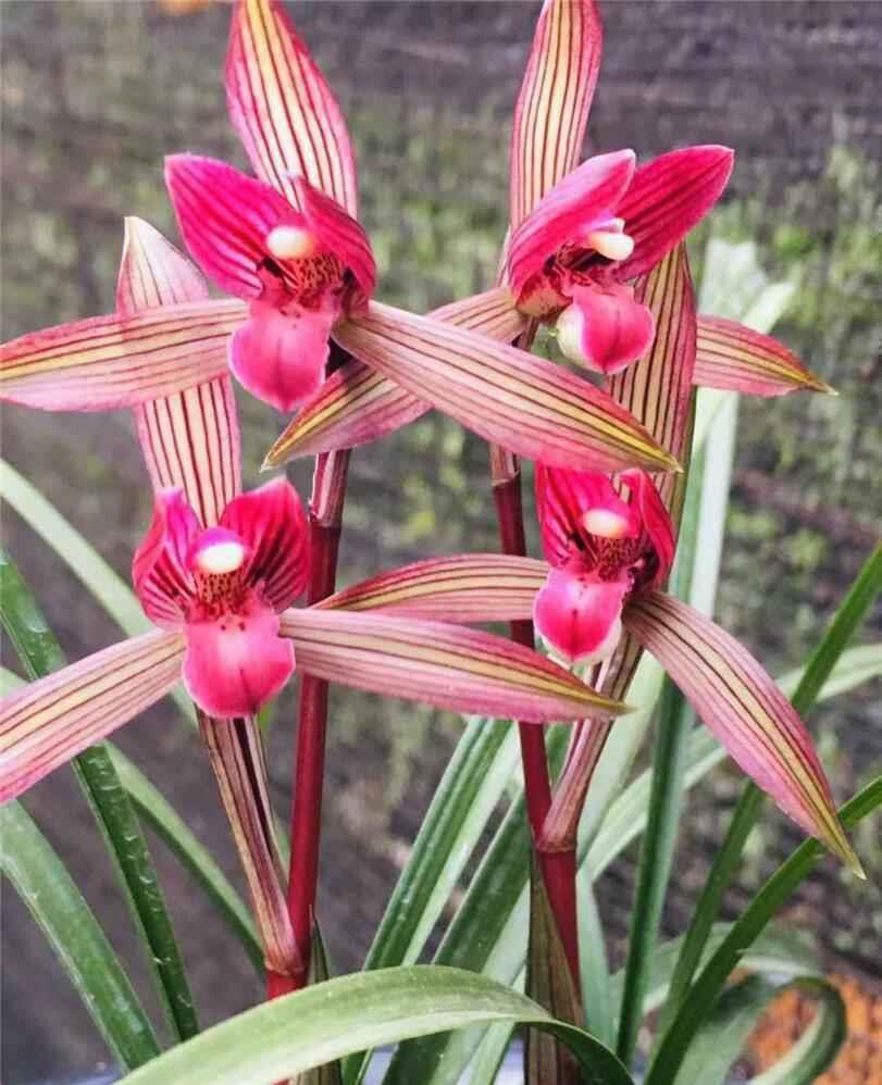 当年开花名品兰花苗 春兰红楼梦 浓香阳台庭院绿植花卉盆景