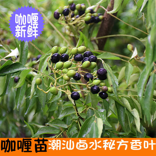 咖喱叶新鲜东南亚品种九里香香叶Curry Leaves Fresh leaves香料