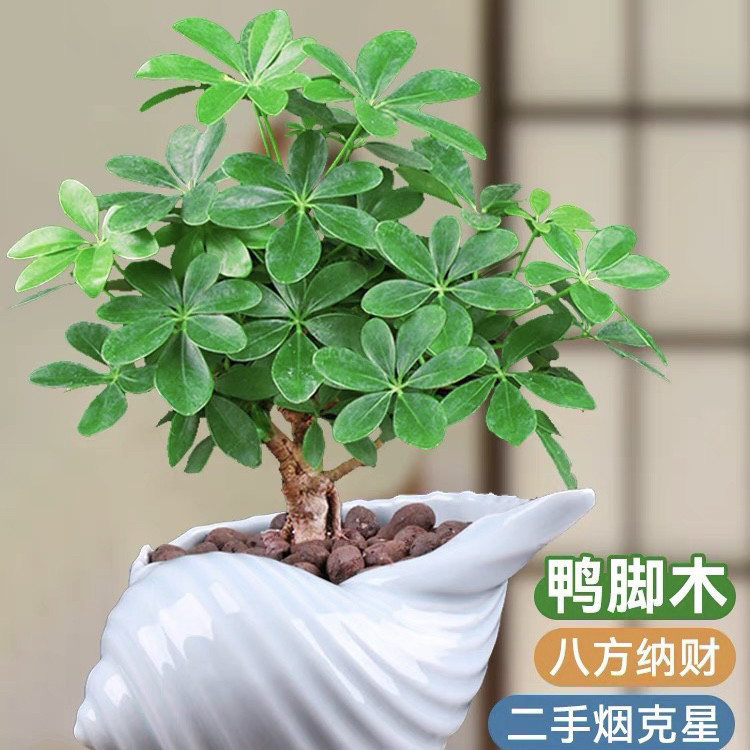 水培植物鸭脚木盆栽绿植八方来财七叶莲室内花卉苗吸甲醛净化空气