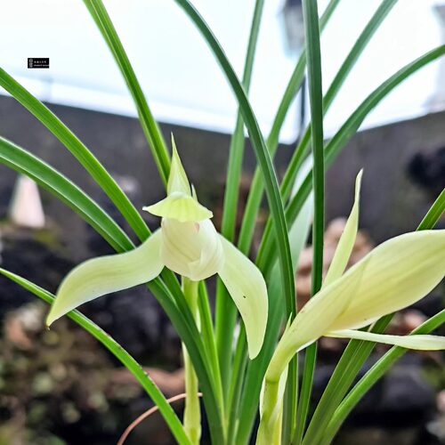 贵州春兰浓香素花翠玉素新品春兰白素素花抓捕大自然