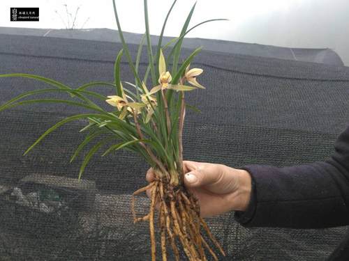 带花苞贵州春兰色花粉红粉白黄白浓香型盆景草包邮林城国兰