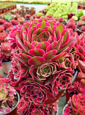 法师多肉植物粉女巫美杜莎手捧花缀化云南货包邮