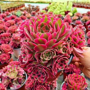 法师多肉植物粉女巫美杜莎手捧花缀化云南货包邮