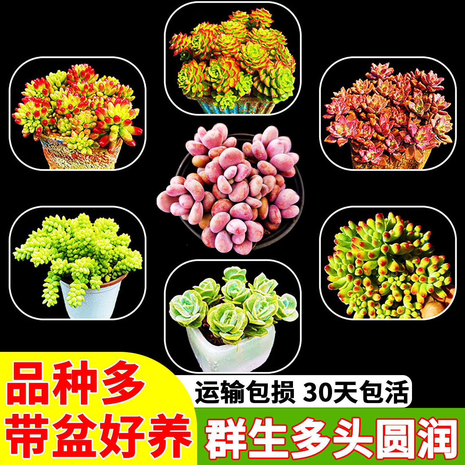 云南大群生多头多肉植物包邮直播爆款新手室内好养带盆发惠农促销