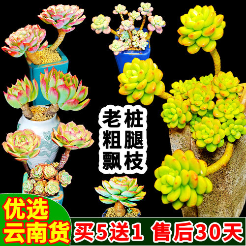 老桩多肉云南货好养品种多状态佳
