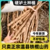 Товары от 思源农特产创业店