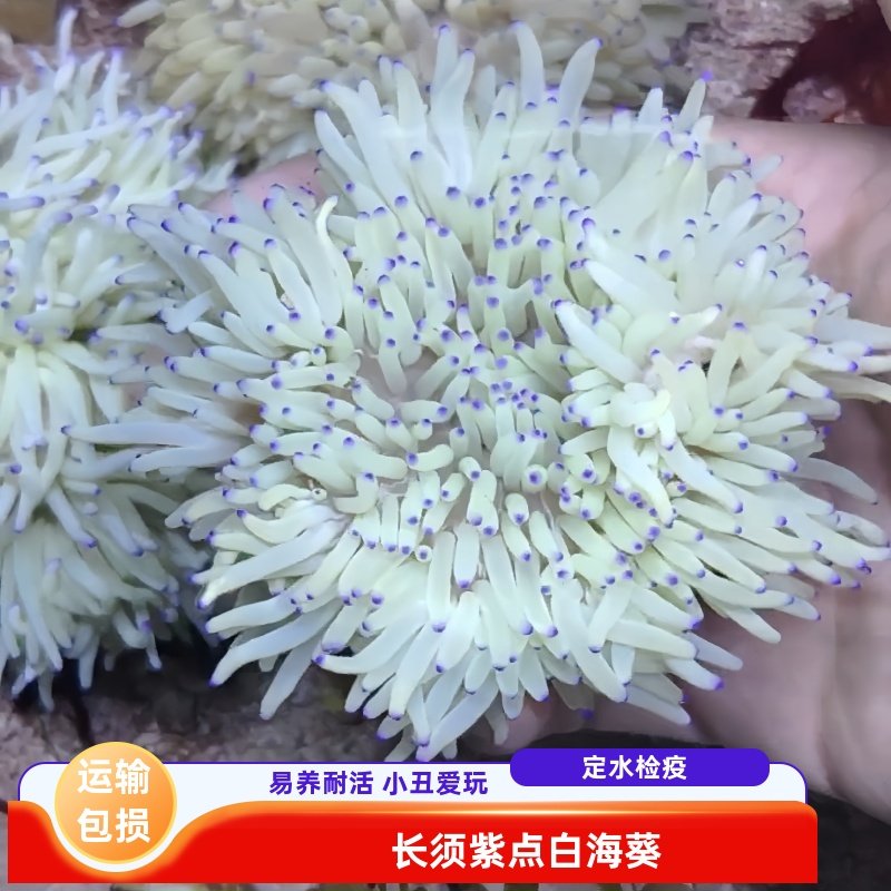 长须紫点白海葵软体活体易养观赏