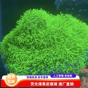【绿艺水族】草皮珊瑚荧光绿澳洲日本长须北海活体海缸好养软体