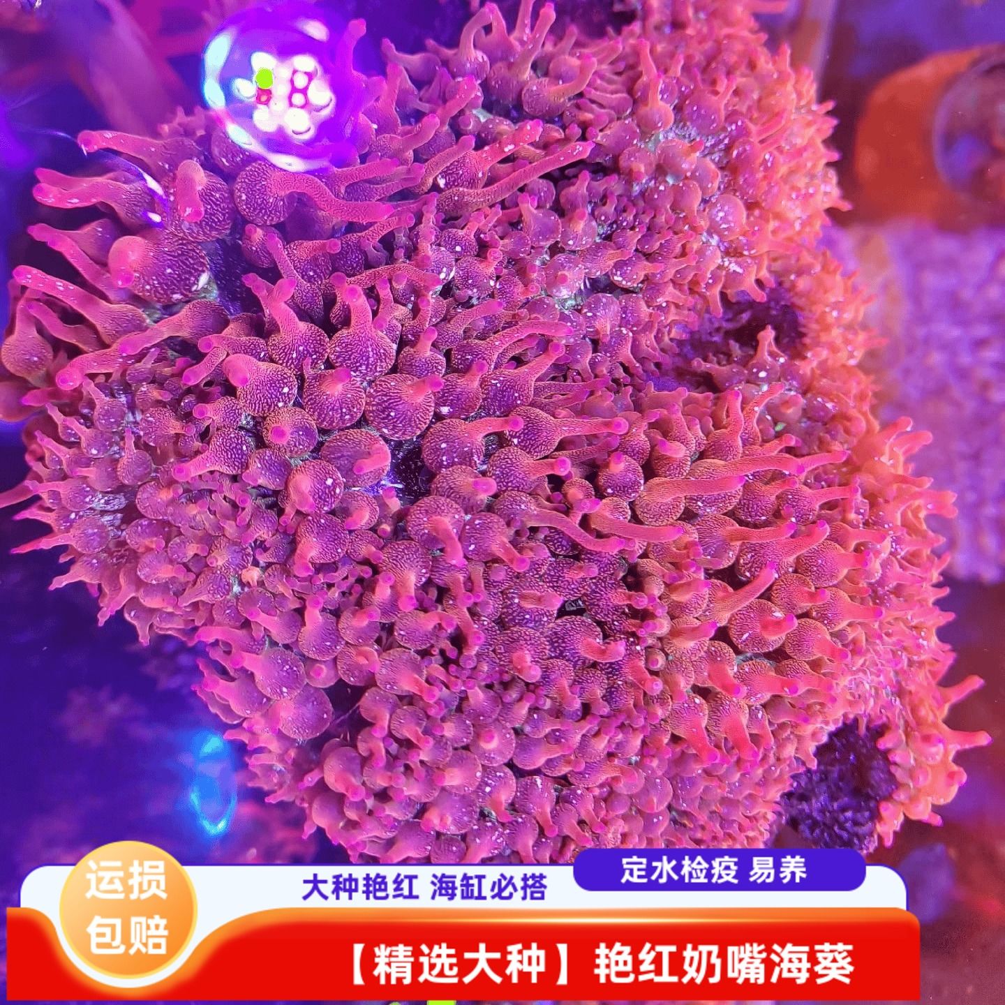 荧光红奶嘴海葵雪花绿底珊瑚