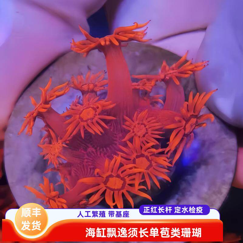 红单苞长杆软体珊瑚带基座海水缸活体新手造景易养观赏生物