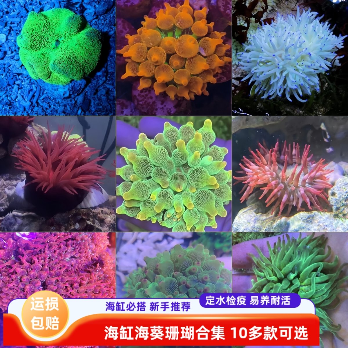奶嘴海葵珊瑚荧光绿小丑鱼共生葵彩点海葵海水观赏鱼活体珊瑚软体