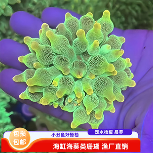 奶嘴海葵珊瑚荧光绿小丑鱼共生葵彩点海葵海水观赏鱼活体珊瑚软体