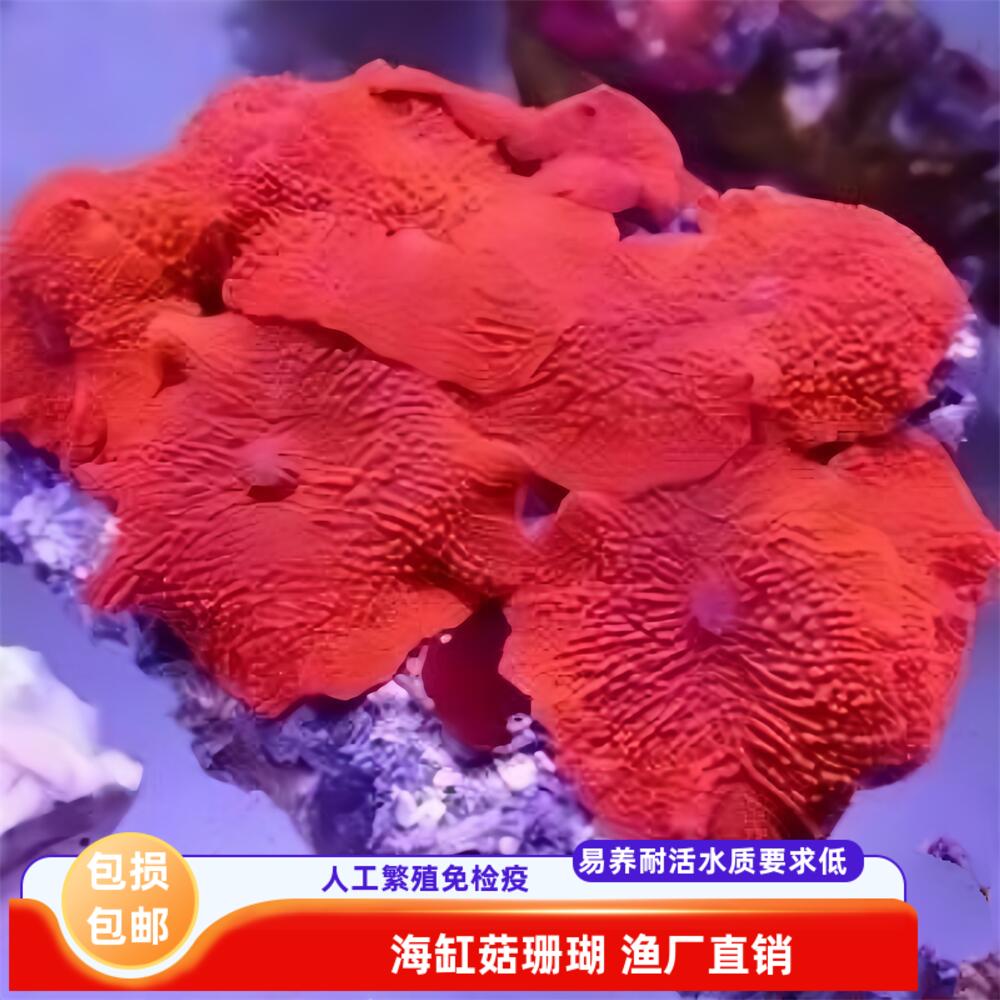 绿艺水族菇类珊瑚易养耐活真珊瑚