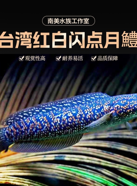 红白闪点台湾进口凶猛观赏雷龙鱼
