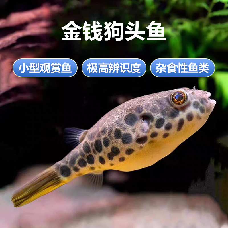 金钱狗头鱼热带河豚观赏鱼