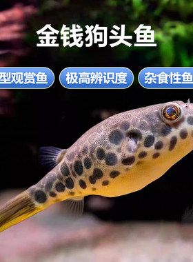 金钱狗头鱼热带河豚观赏鱼