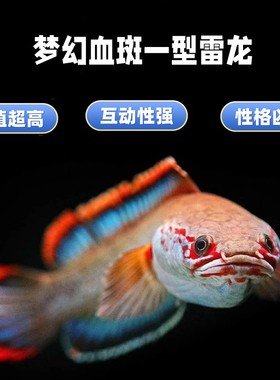 血斑雷龙1型 阿萨姆奶茶雷龙七彩梦幻冰火雷龙发色漂亮凶猛小型鱼