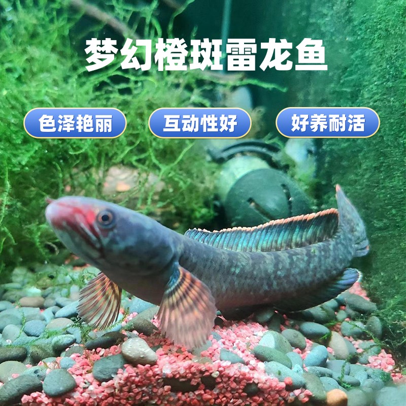 进口克伦尼翠玉橙斑雷龙鱼