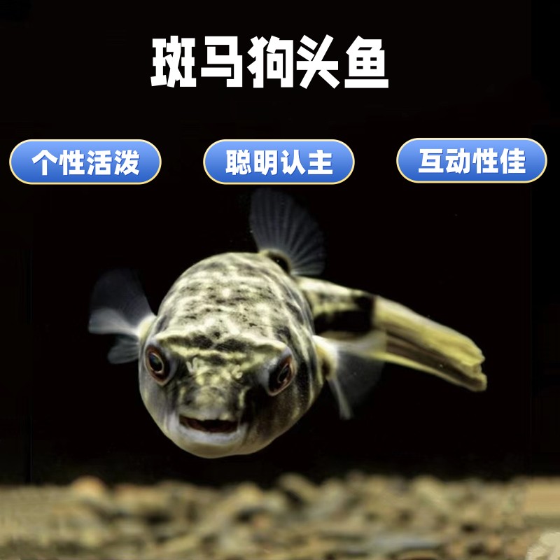 斑马狗头淡水鱼毛毛狗头河豚