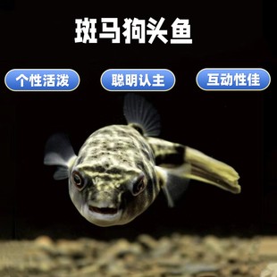 斑马狗头淡水鱼毛毛狗头河豚皇冠金钱红木瓜热带活体观赏鱼苗宠物