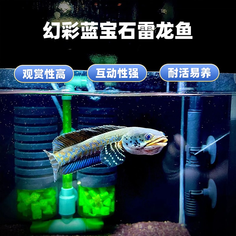 幻彩蓝宝石雷龙鱼小型凶猛观赏鱼