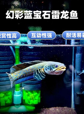 幻彩蓝宝石雷龙鱼小型凶猛观赏鱼热带猛鱼酒红雷龙鱼七星鱼活体