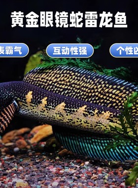 黄金眼镜蛇雷龙鱼凶猛热带鱼淡水苗观赏鱼大型雷龙南美猛鱼工作室