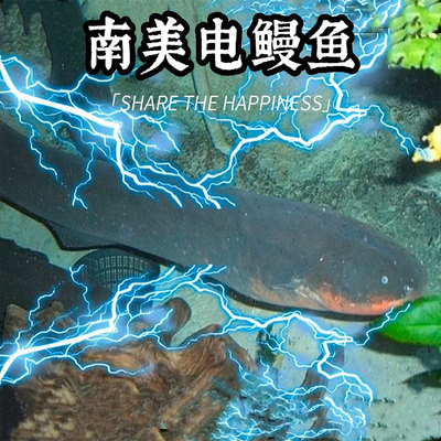 进口电鳗鱼活大型凶猛观赏鱼