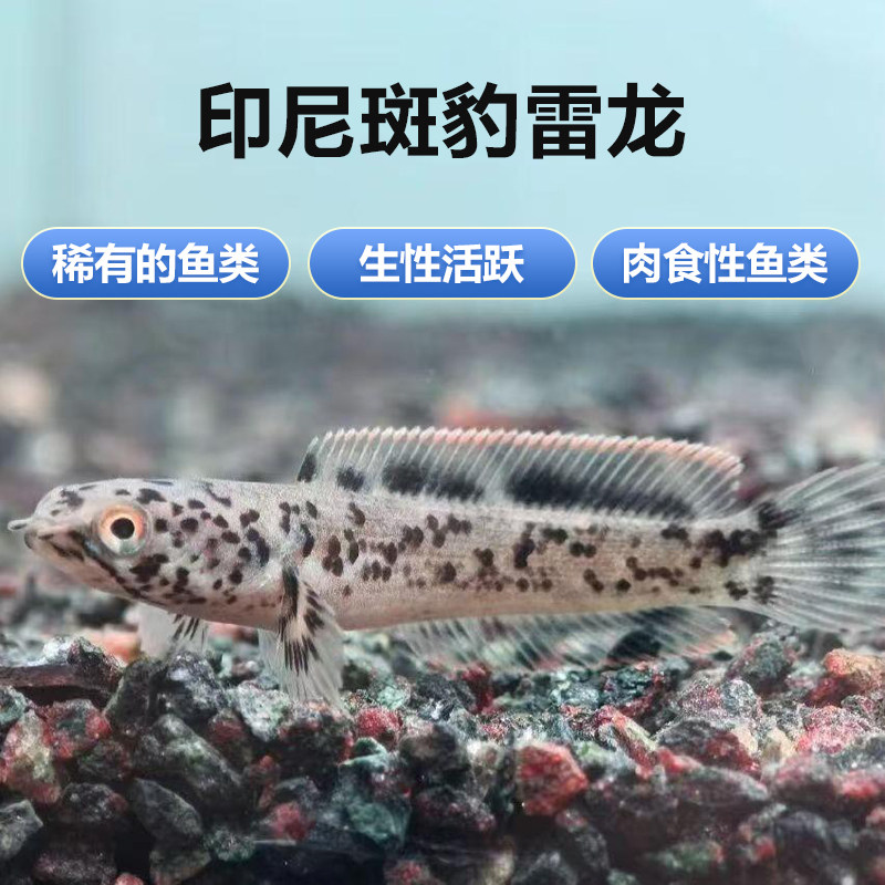 印尼豹斑雷龙大理石林巴塔观赏鱼