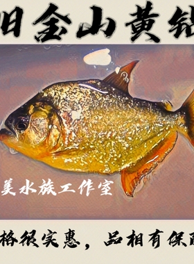 旧金山黄钻水虎秘鲁黑鱼普黑钻黑单养热带肉食性猛鱼顺丰包邮包活