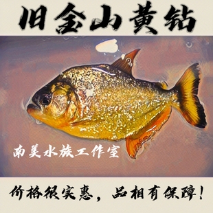 旧金山黄钻水虎秘鲁黑鱼普黑钻黑单养热带肉食性猛鱼顺丰包邮包活