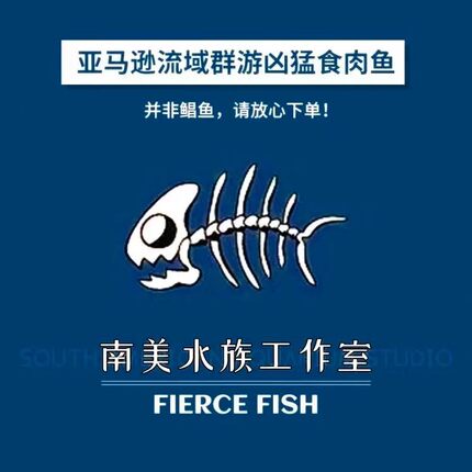 南美凶猛鱼淡水亚马逊肉食性追鱼观赏鱼宠物小精灵鱼好养易活包邮