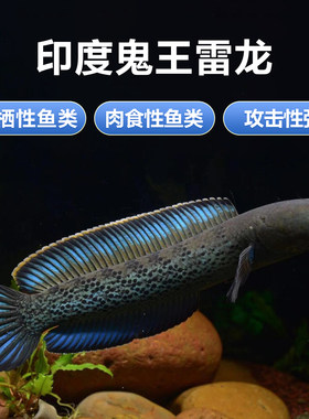 蓝宝石鬼王雷龙鱼热带凶猛淡水鱼