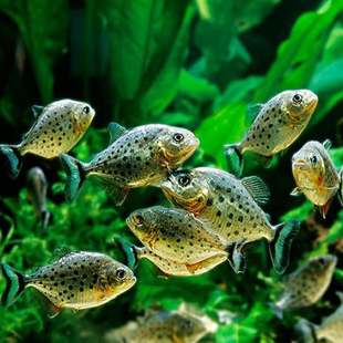 南美亚马孙红文鱼活热带鱼淡水凶猛宠物观赏鱼活苗肉食性猛鱼包邮