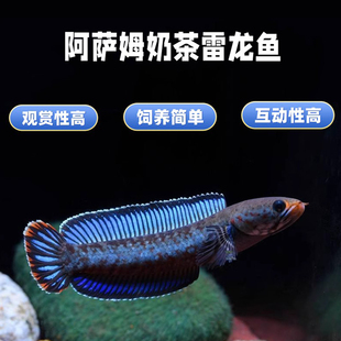 观赏鱼阿萨姆奶茶七彩巧克力黄金眼镜蛇幻蓝红火背酒红血斑雷龙鱼