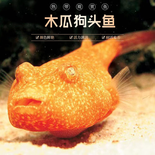 木瓜狗头鱼凶猛肉食性宠物河豚