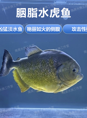 胭脂水虎苗学名臀点脂鲤原产南美圣弗朗西斯科河流域热带观赏鱼