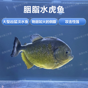 胭脂水虎苗学名臀点脂鲤原产南美圣弗朗西斯科河流域热带观赏鱼