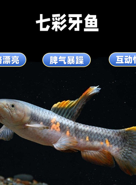 七彩牙鱼活体橙腹牙鱼南美奥黑牙鱼枯木牙鱼加拉辛肉食性猛鱼