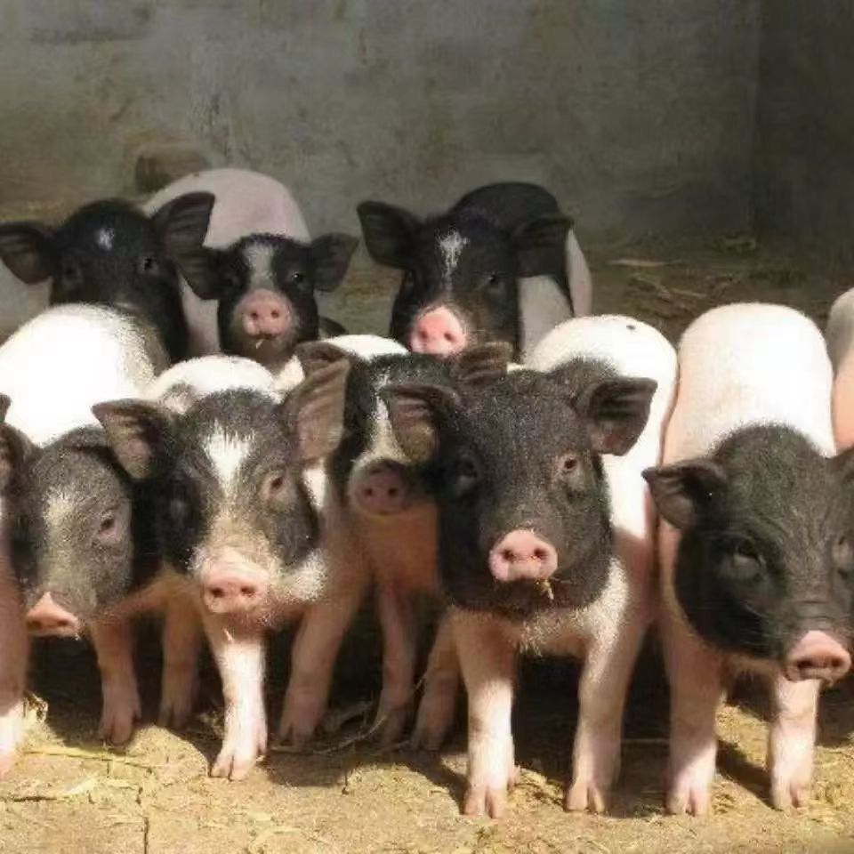 巴馬香豬活體幼崽家養(yǎng)小香豬苗成年種公豬懷孕母豬出售巴馬豬活體