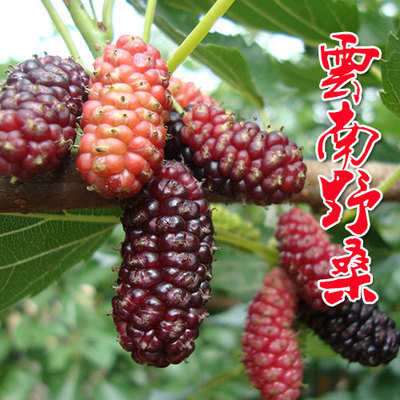 桑树苗长新鲜桑叶养蚕宝宝 桑葚苗果桑树桑苗 嫁接桑椹树可盆栽在类目 鲜花速递/花卉仿真/绿植园艺, 花园植物/行道树/果树, 果树中 - 来自Buy2taobao.com提供专业的淘宝代购服务