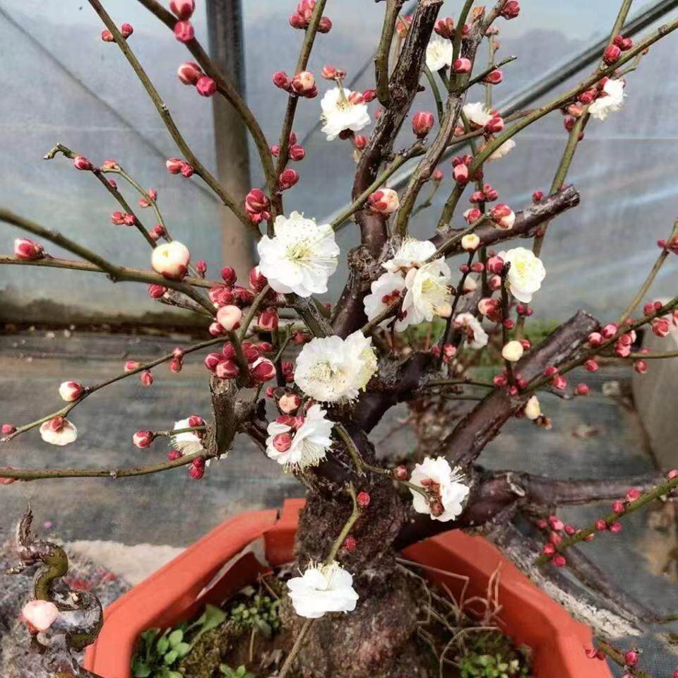 龙游梅盆景花卉室内阳台盆栽梅花苗红梅绿梅腊梅树桩Y绿植观花植